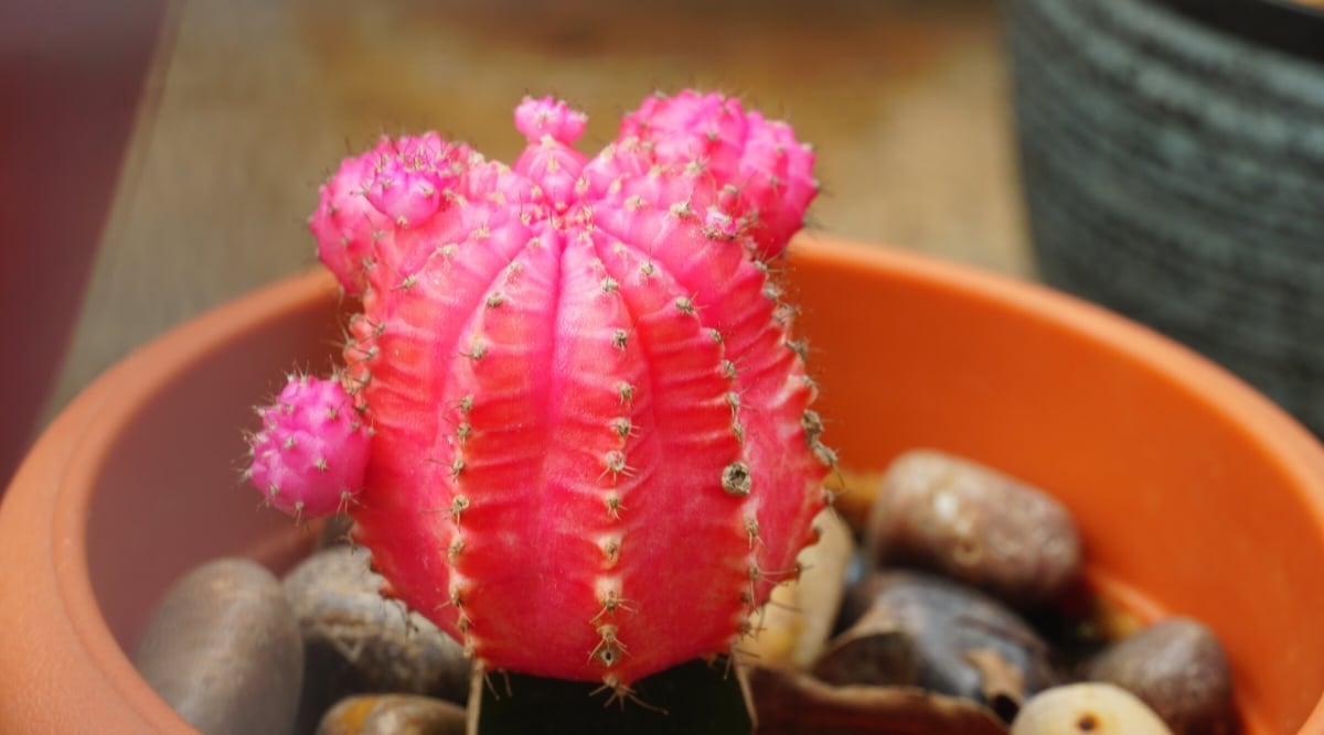 Close-up of the pink top of the Gymnocalycium mihanovichii. The cactus has a rounded hot pink top with small round pups ready to propagate. The plant is covered with small sharp thorns.