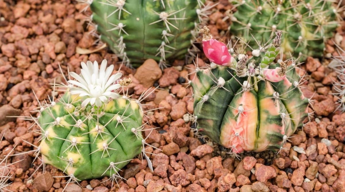 Moon Cactus With Flowers