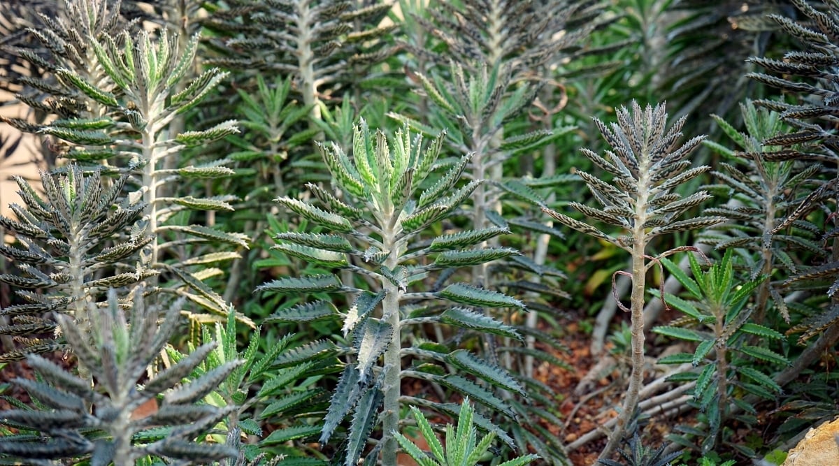 Close-up of a Kalanchoe delagoensis plant in a garden.