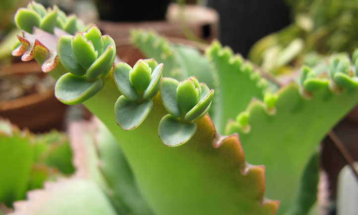 Mother of thousands