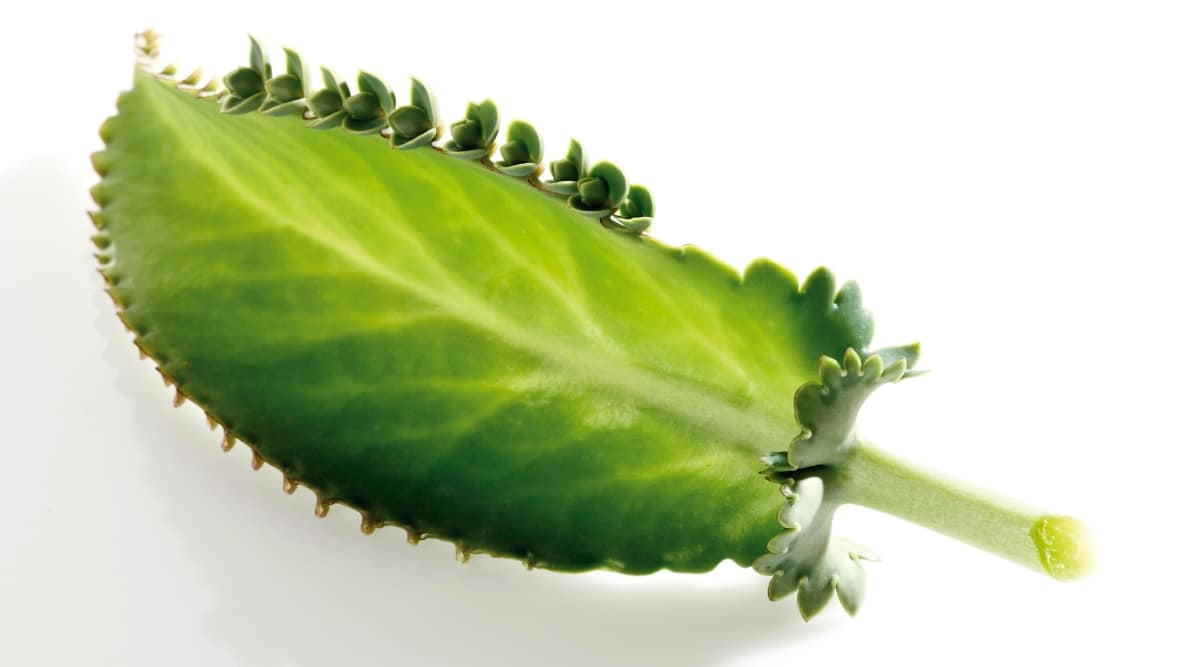 Close-up of one cut leaf of the "Mother of Thousands" plant on a white background. Oval, oblong, fleshy, rich green leaf with serrated edges and a small cut white stem. Small sprouts grow along one edge of the leaf.