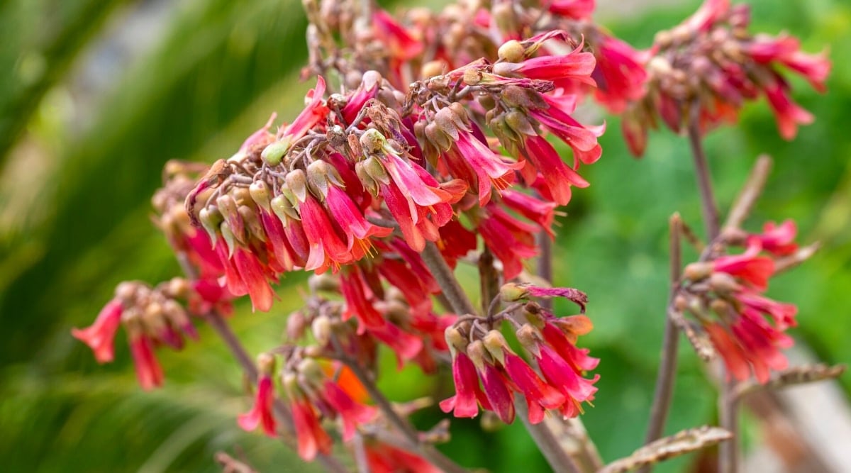 Close-up of a blooming Kalanchoe succulent against a blurred green background. Clusters of coral-pink bell-shaped flowers hanging from sturdy reddish branches, reminiscent of chandeliers.