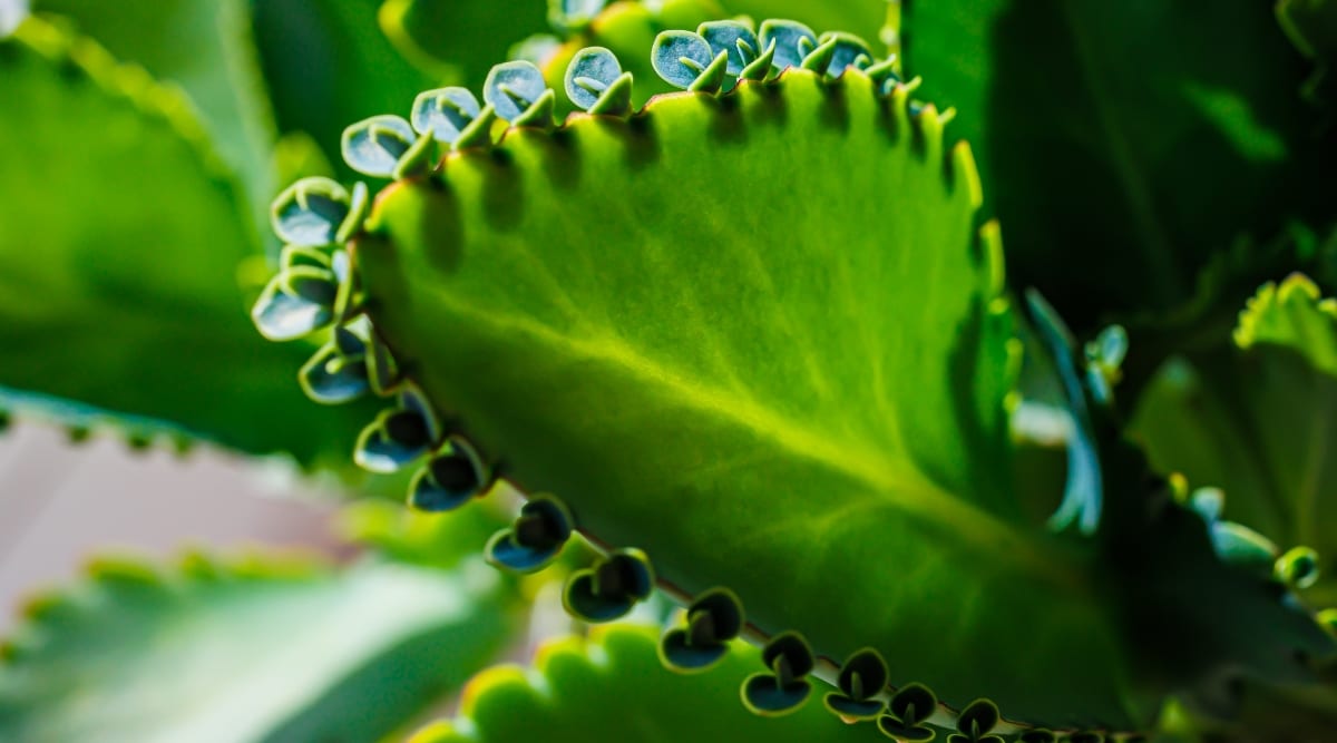 A close-up of one bright green leaf of a succulent plant against a blurred background of other green leaves. The leaf is oblong, oval with a pointed end and many tiny plantlets along the edges. These tiny plantlets are made up of two rounded leaves and one thin, oblong leaf in the middle.