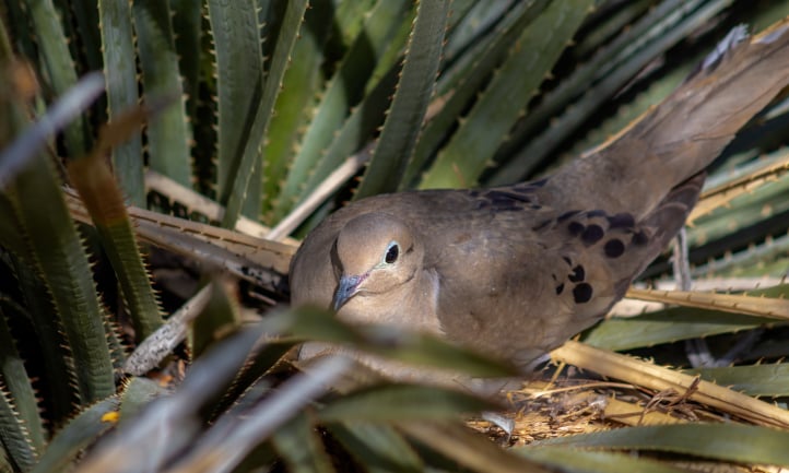 A mourning dove sitting on a nest in a desert spoon plant