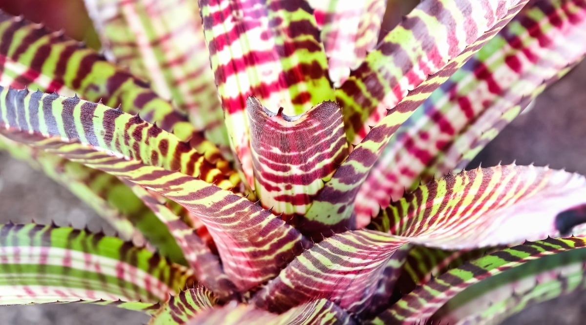 Multi-Colored Tropical Plant