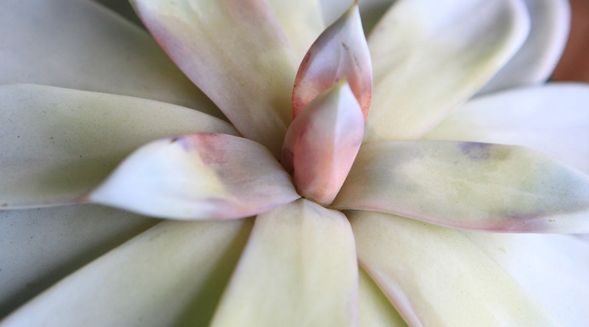 Close-up of a succulent featuring pale, withered leaves with oblong, pale green-gray textures adorned with pink and brown-red spots, exhibiting mushiness due to overwatering or damp conditions.