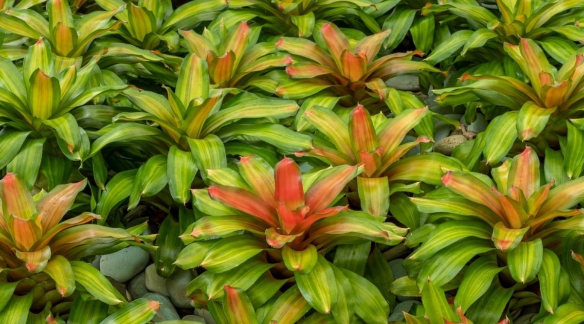 Neoregelia Bromeliads