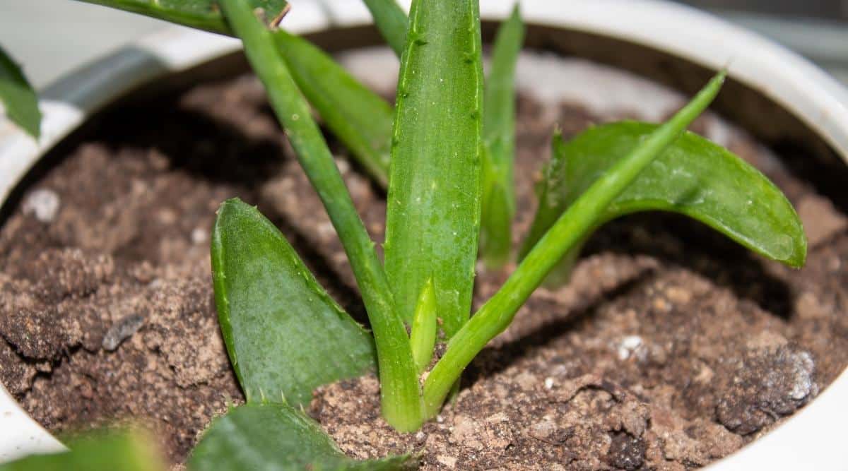 An image of a new succulent growing in a small white pot. It's a close up of the actual plant, and you can see that it's a newer plant starting to sprout, surrounded by a few more mature leafs that may be part of a different set of cuttings.