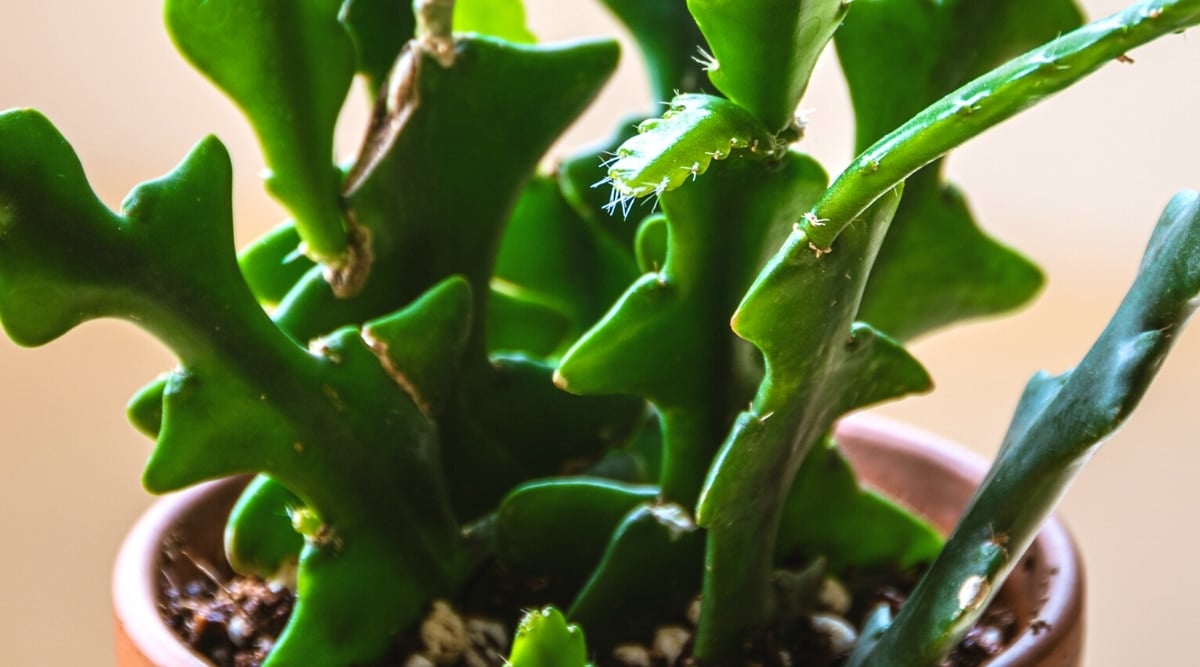 Close-up of Epiphyllum anguliger plant in a clay pot, basking in sunlight.