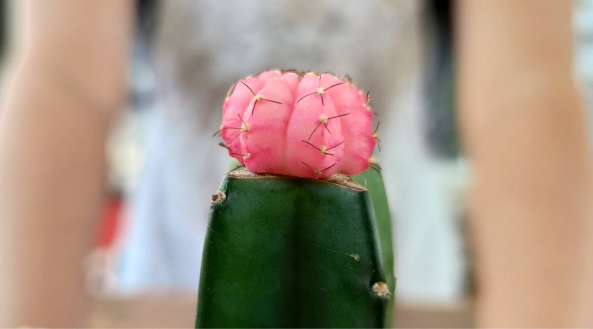 Close-up of the pink top of a moon cactus rooted on top of the dark green cactus Myrtillocactus geometrizans against a blurred background. The moon cactus is rounded, pale pink in color and covered with thorns.