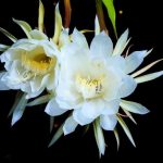 night-blooming-cereus