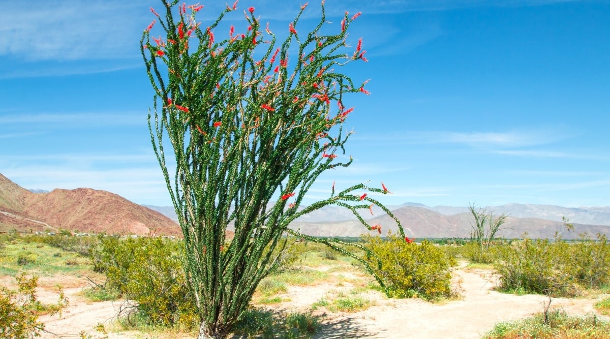 Close-up of a Fouquieria splendens plant in a national park. The succulent has tall, thin stems covered with small, dark green leaves and bright red buds at the tops of the stems.