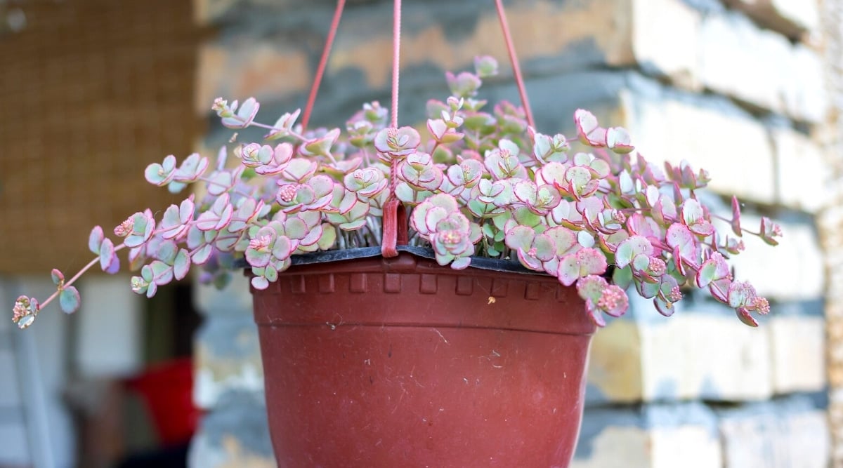 Close-up of a Sedum sieboldii succulent in a hanging brown pot in a garden. The plant has many dense, erect stems covered with round, fleshy, green leaves with a pink tint on the edges.