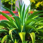 octopus-agave-plant-isolated-in-the-garden-1