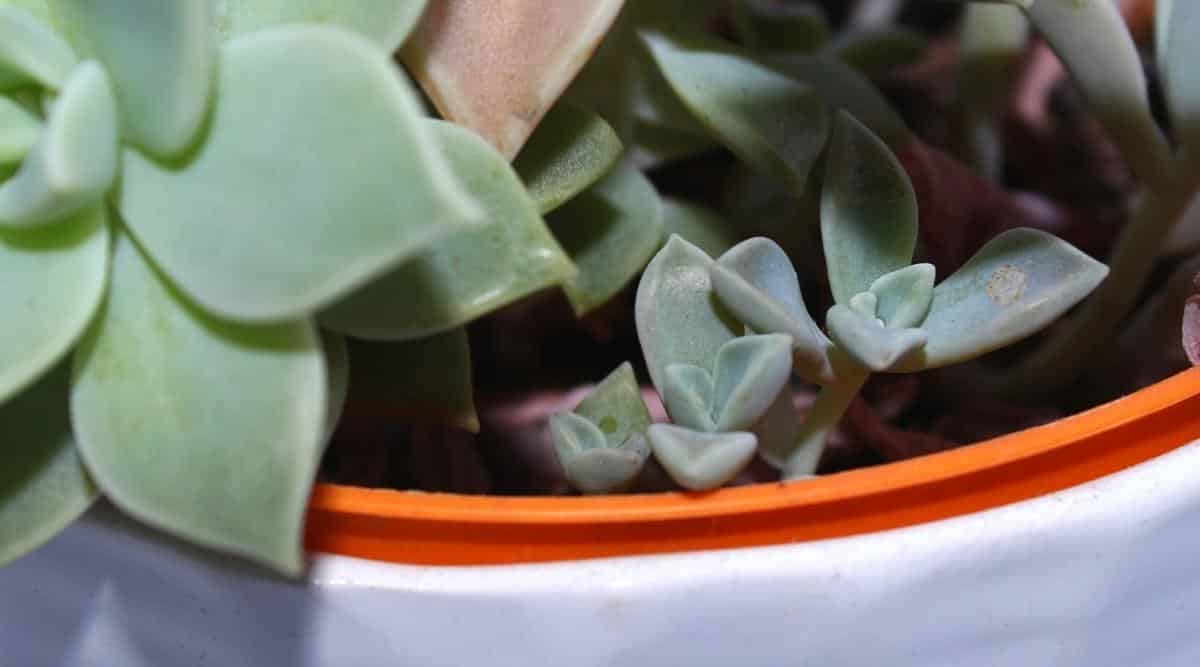 Succulent off shoots in a Pot