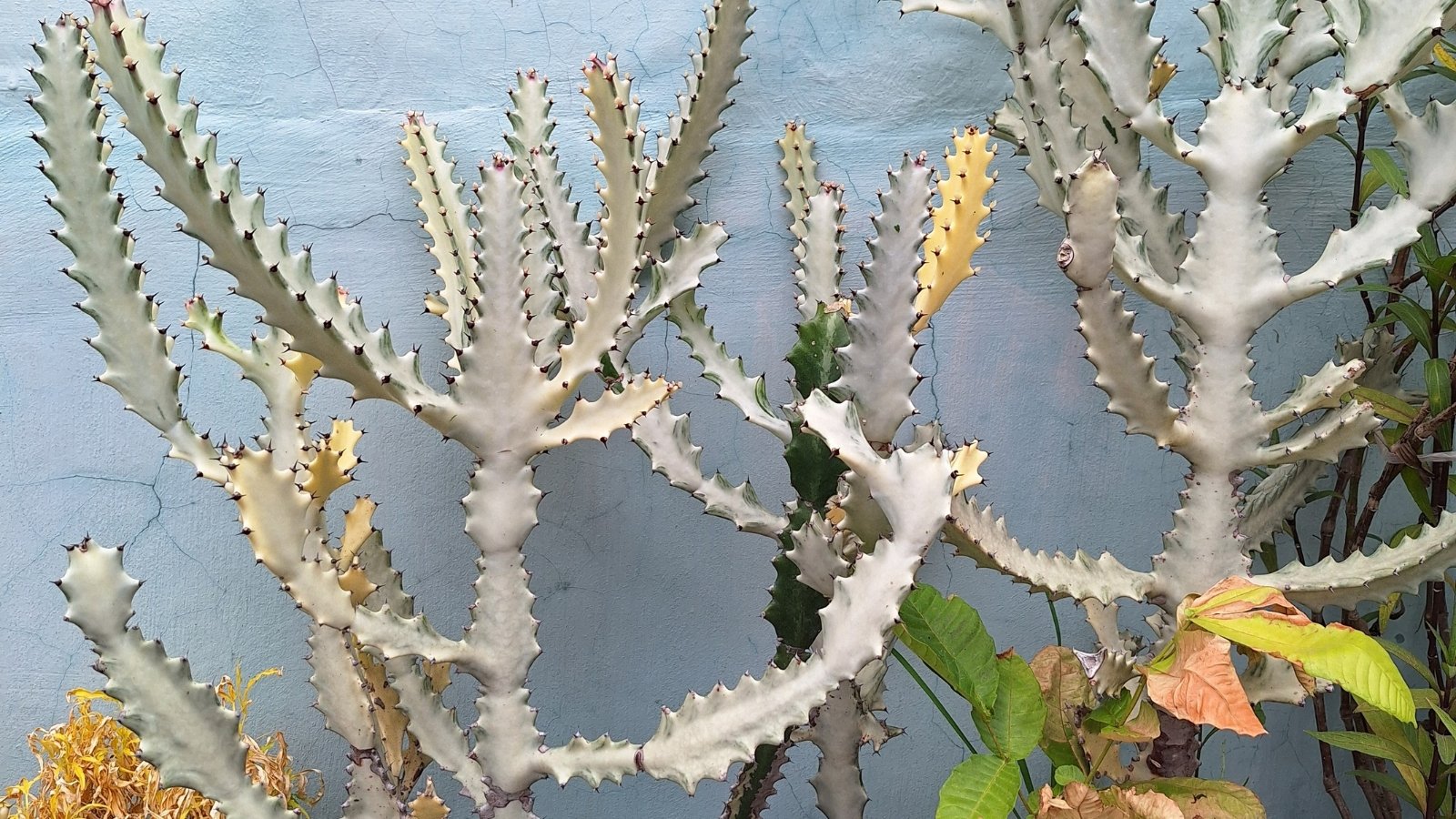 Close up of tall, succulent plants with several tall, skinny, thick, spiky, white stems having dark brown spikes along the ridges.