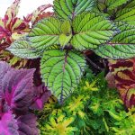 older-coleus-plants-on-windowsill