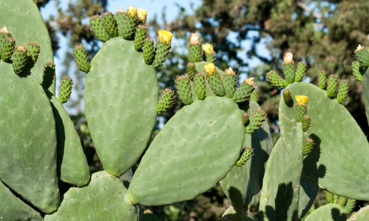 Opuntia cactus pads