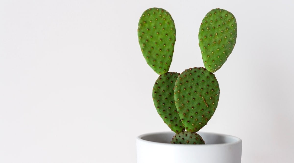 Close-up of an Opuntia microdasys cactus in a white pot on a white background. The plant has rounded and flattened green stems, densely covered with white areoles with tiny yellow thorns. On each rounded stem, two more leaves grow on top, resembling rabbit ears.