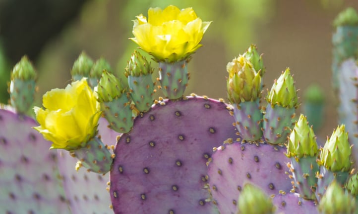 Opuntia 'Santa Rita'