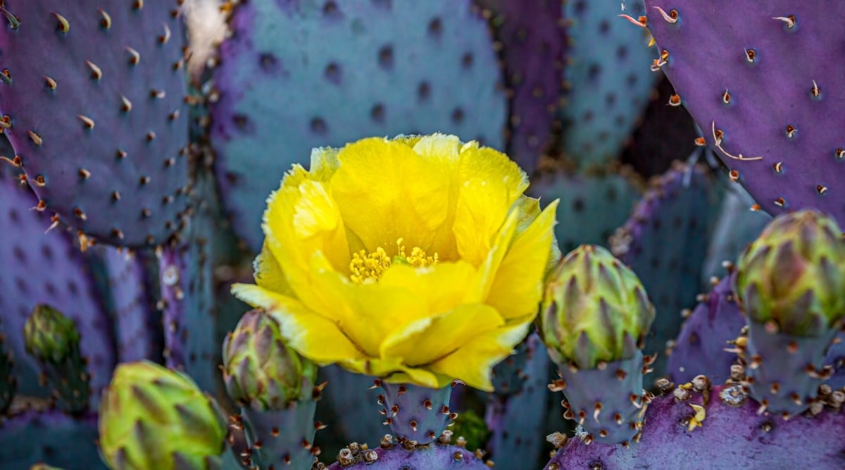 Close-up of a flowering succulent Opuntia santa rita. The succulent features upright, round, fleshy, purple pads covered with thorns. A showy yellow flower blooms on a spiny stem atop the cactus.