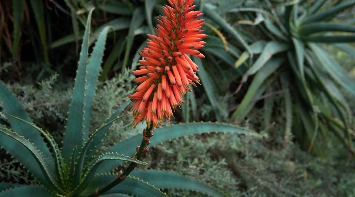 Orange Blooming Flower of Succulent Aloe Ferox. The flowers are elongated, blooming in clusters off a primary stem. The succulent leaves are growing green as foliage at the base of the plant. They are long, firm, tendrils that branch from the plant base and are a blueish green tint.