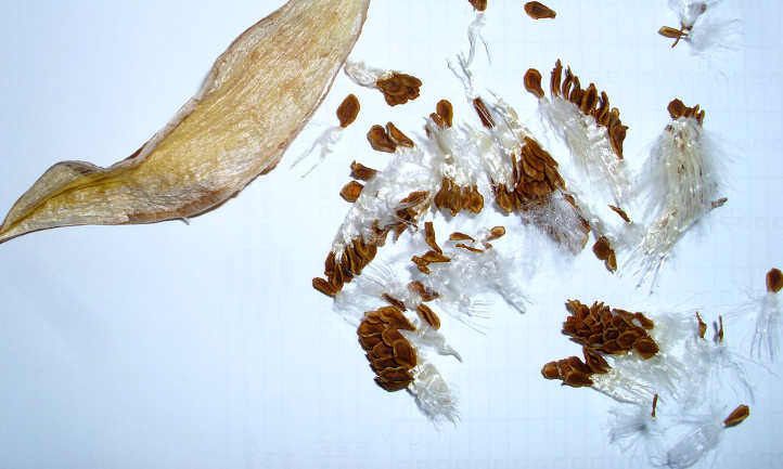 Orbea variegata seeds within a pod