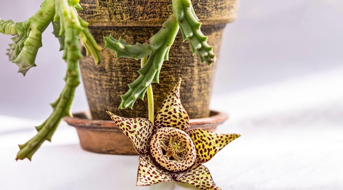 Yellow and Purple Star-Shaped Flower of the Starfish Plant