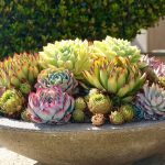 ornamental-succulents-arranged-in-a-large-bowl-2