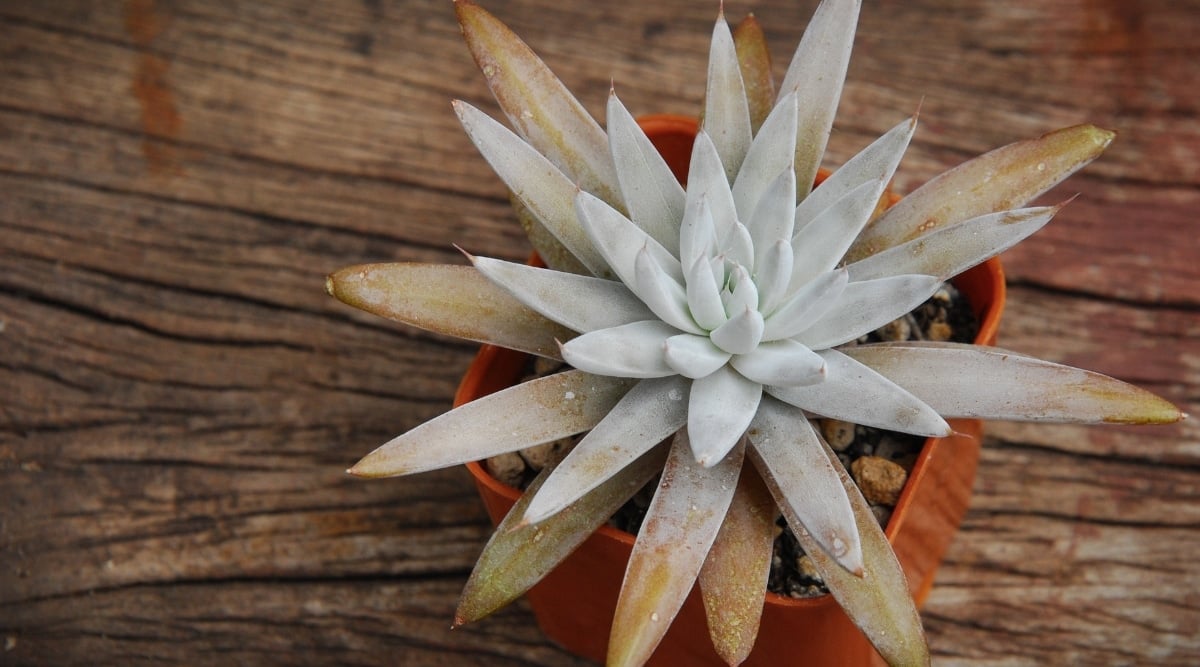 Orostachys 'Fimbriata'