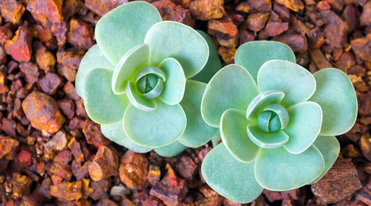 Two succulent plants displaying rosettes of fleshy, pointed leaves tinted in a blue-green shade and coated with a powdery texture. These grow on a rocky brown surface.