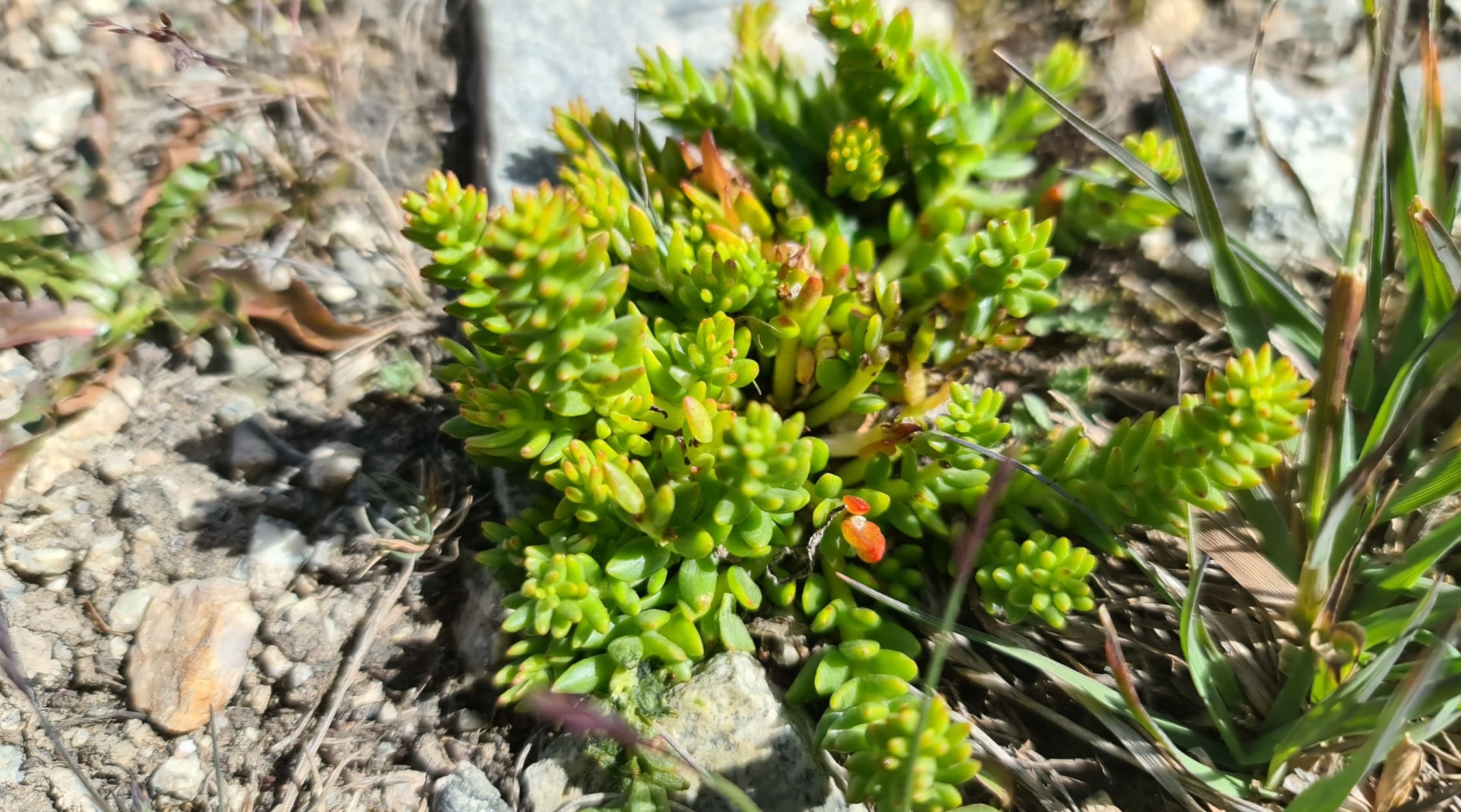 Japonica forms small rosettes, each composed of numerous fleshy, pointed leaves that are light green in color and have a slightly hairy texture. It grows in rocky soil in a warm environment.