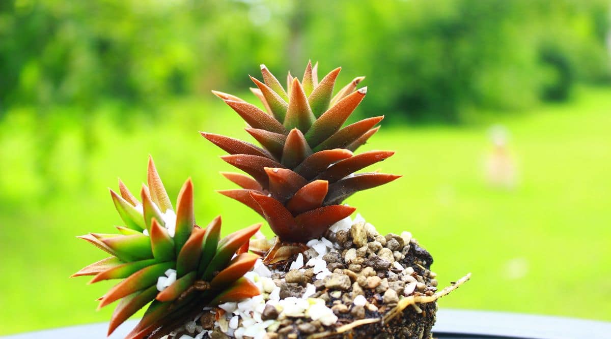 Red and Green Chinese Dunce Cap Plant