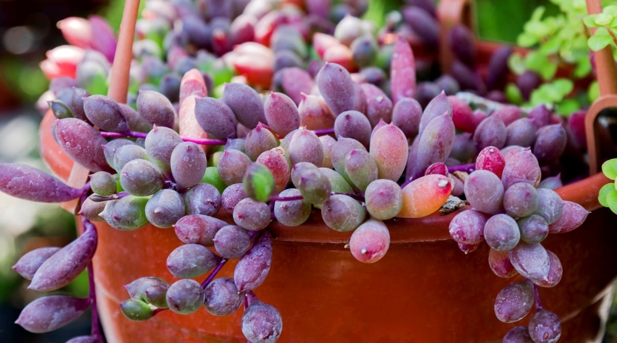 Close-up of Othonna capensis 'Ruby's Necklace' plant in a terracotta hanging pot. The succulent produces long purple stems with green-purple bead-like fleshy leaves.