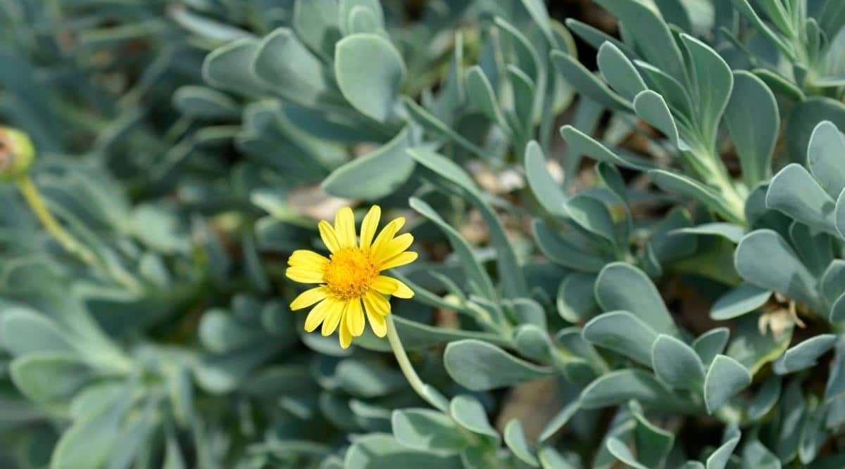 Yellow Flower Emerging From Sea Rocket Plant