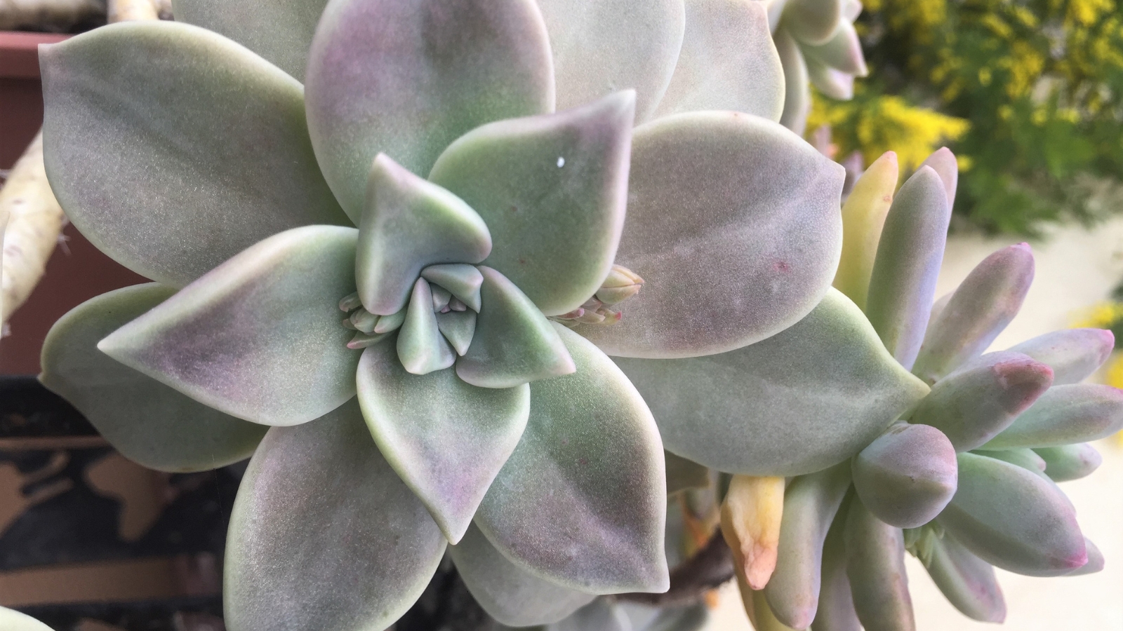 Close up of a succulent with light pinkish-green, plump, rounded leaves overlapping in a rosette formation.