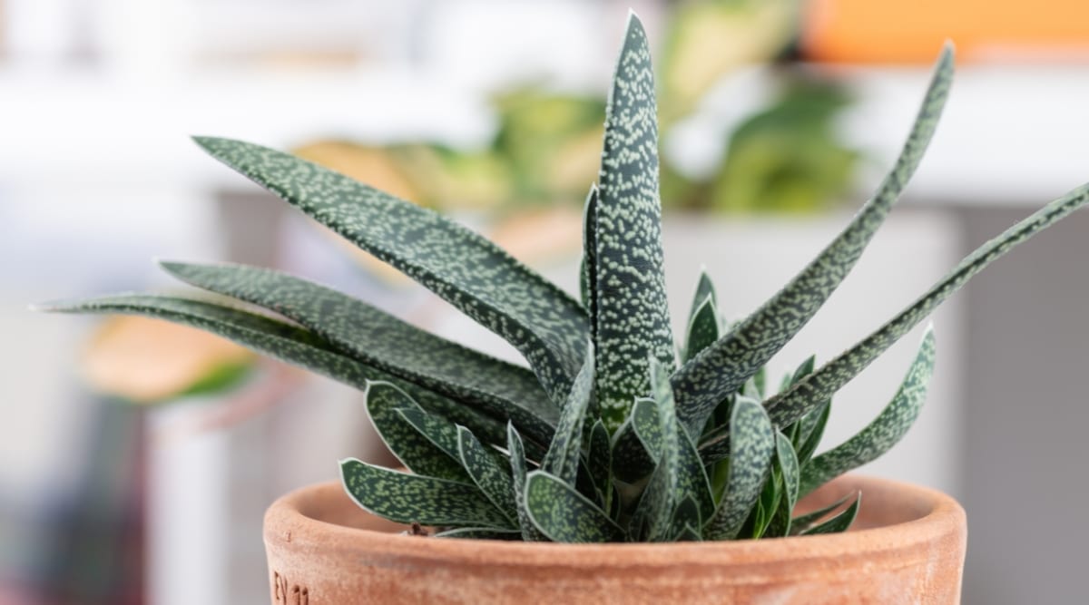 A close-up of an Ox Tongue showcasing the plant's thick and sturdy leaves in a brown pot.