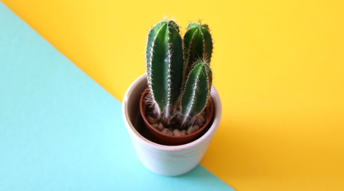 Close-up of a Pachycereus marginatus in a white ceramic pot on a blue-yellow background, viewed from the top. This cactus features three tall, dark green stems with distinctive ribs covered in small white spines.