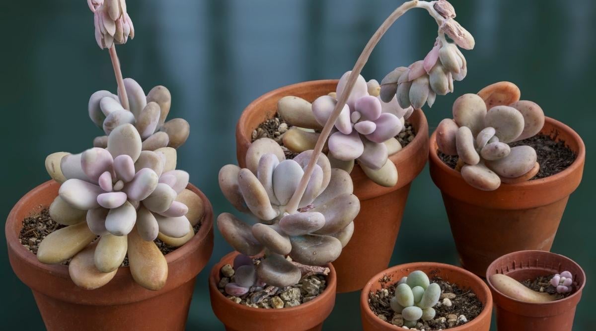 Pachyphytum oviferum