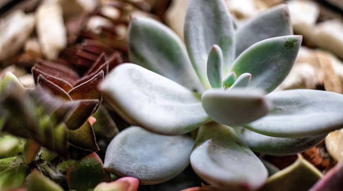 Little Jewel Succulent Close-up