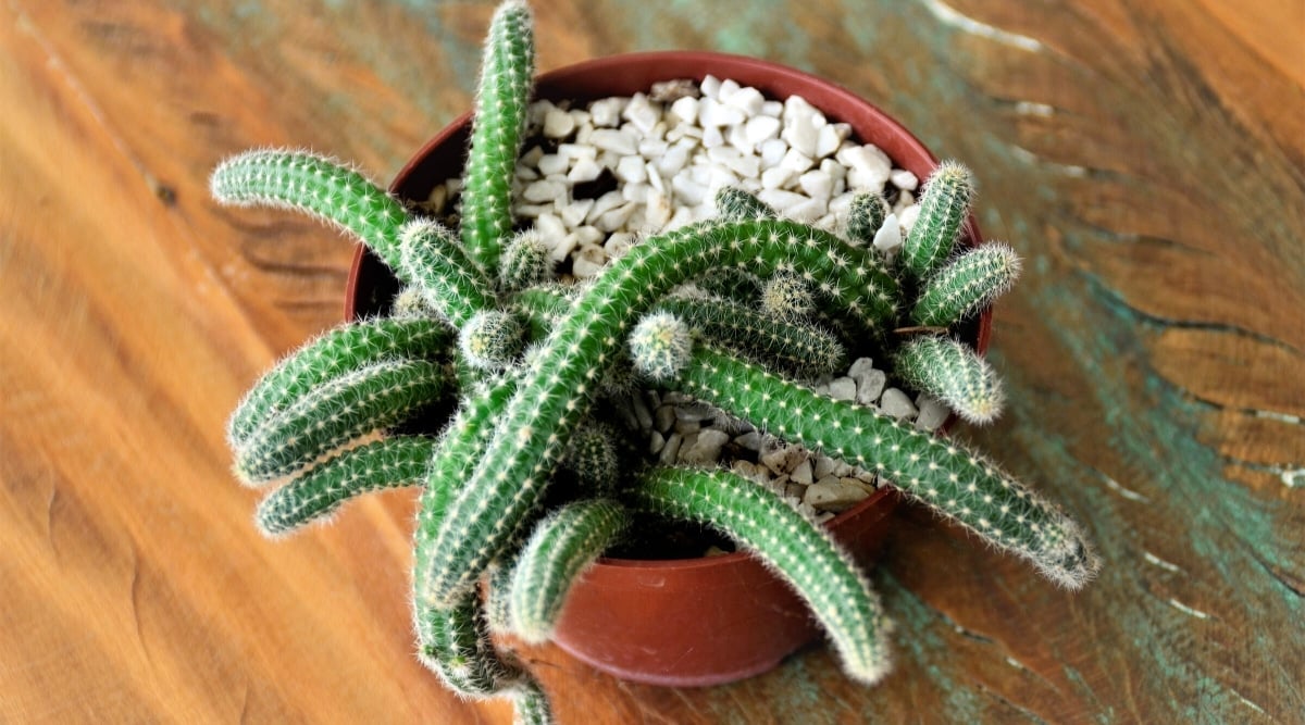 Close-up of an Echinopsis chamaecereus cactus in a brown pot with decorative white pebbles. The cactus has long, finger-shaped, succulent stems covered with many white small bristles.