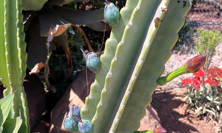 The fruits of the peruvian apple cactus, ripe and ready to pick