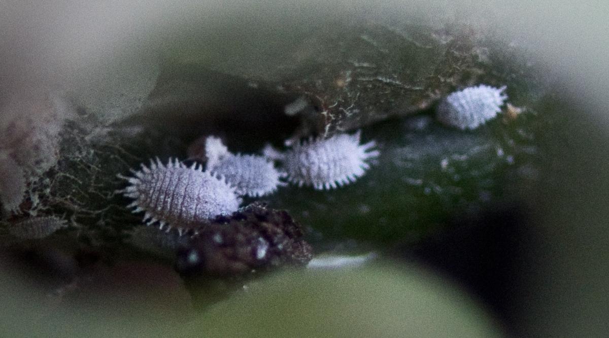 White mealybugs crawling on a dark green stem.