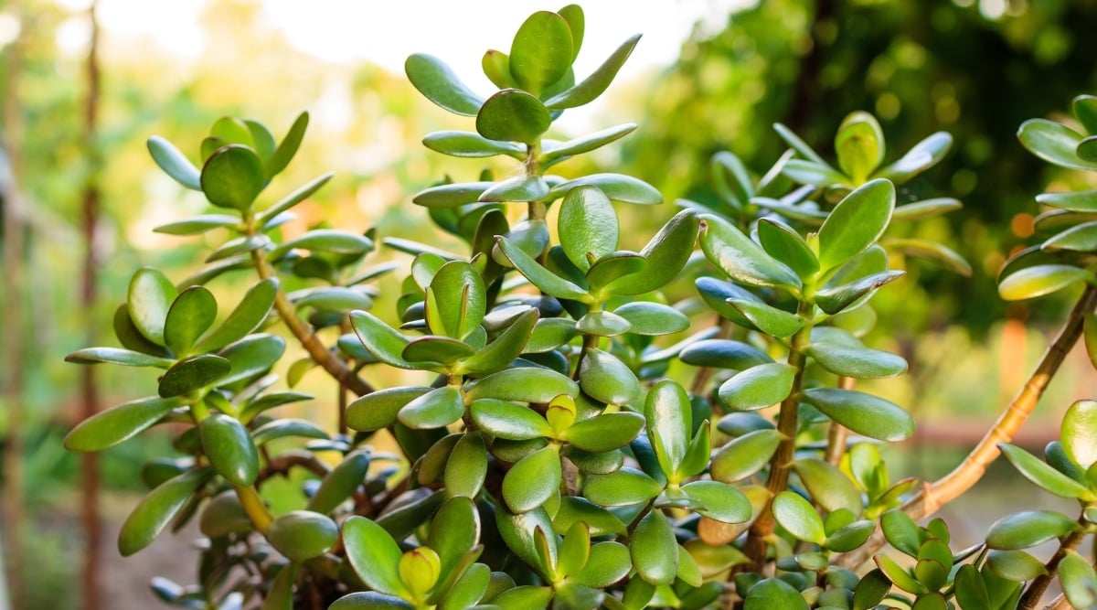 A close-up of Pigmyweeds showcasing its delicate leaves in a bright green color.