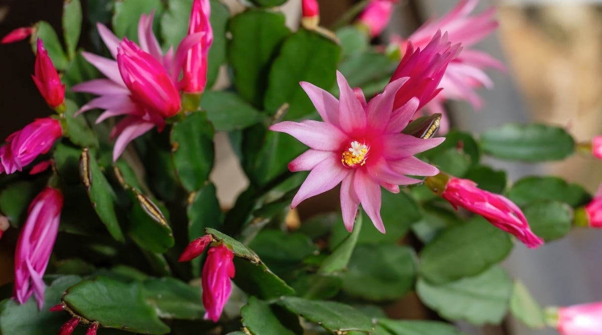 Pink Blooms on a Succulent