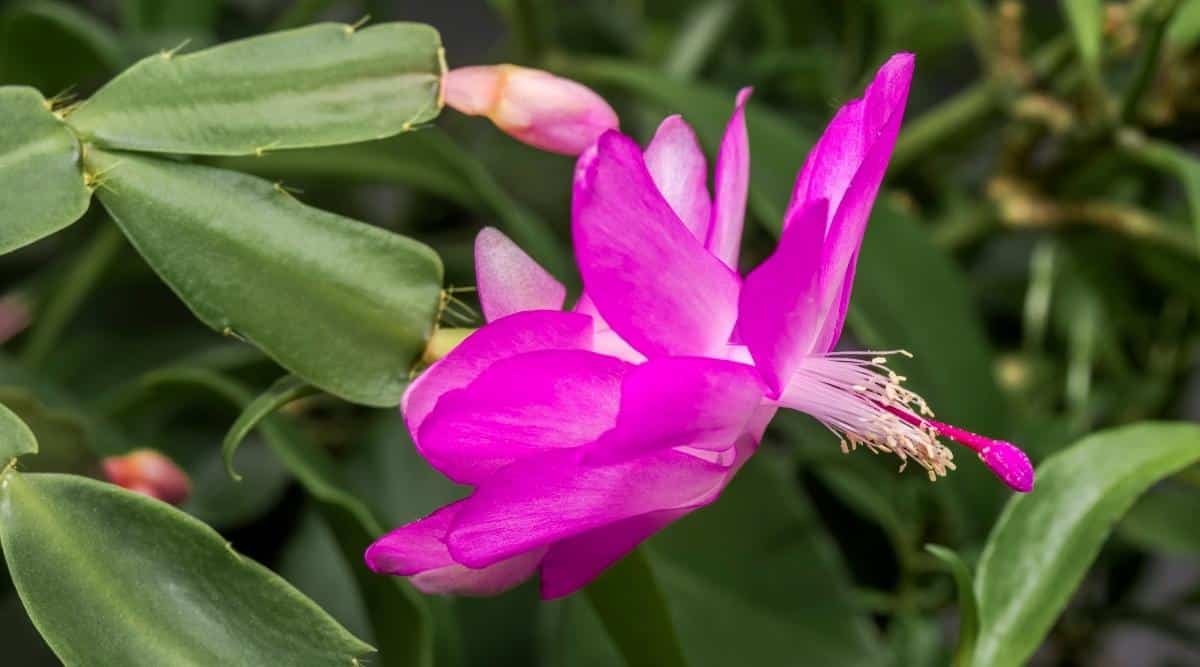 Detailed shot of a vivid pink succulent blossom with green tendrils surrounding the plant, highlighting the striking flower.