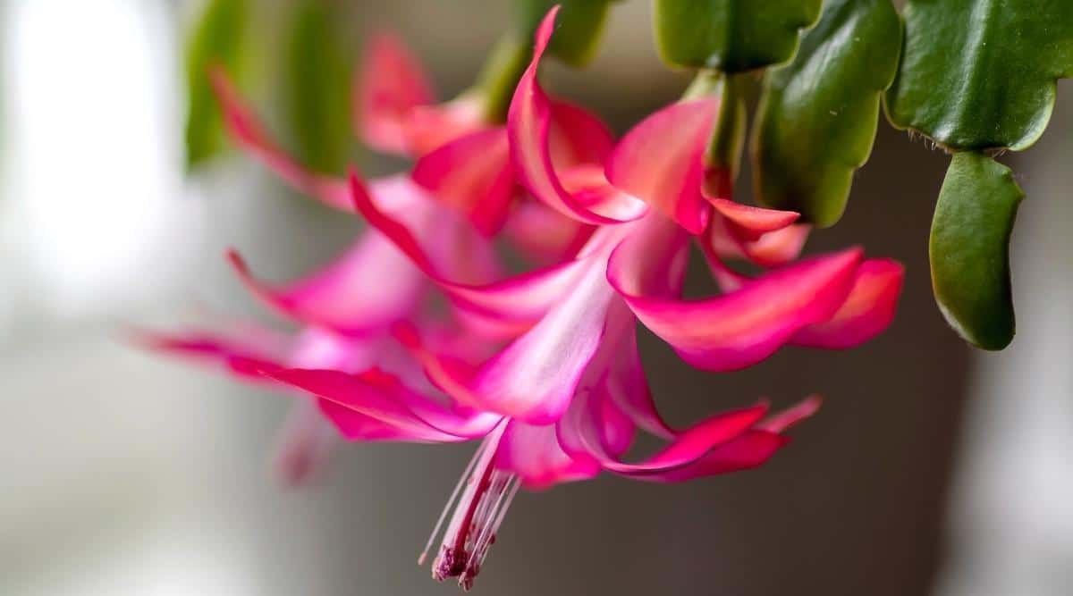 A close-up shot of a pink Christmas cactus flower emphasizing its vivid color and intricate layers of petals, with stamens emerging from the center.