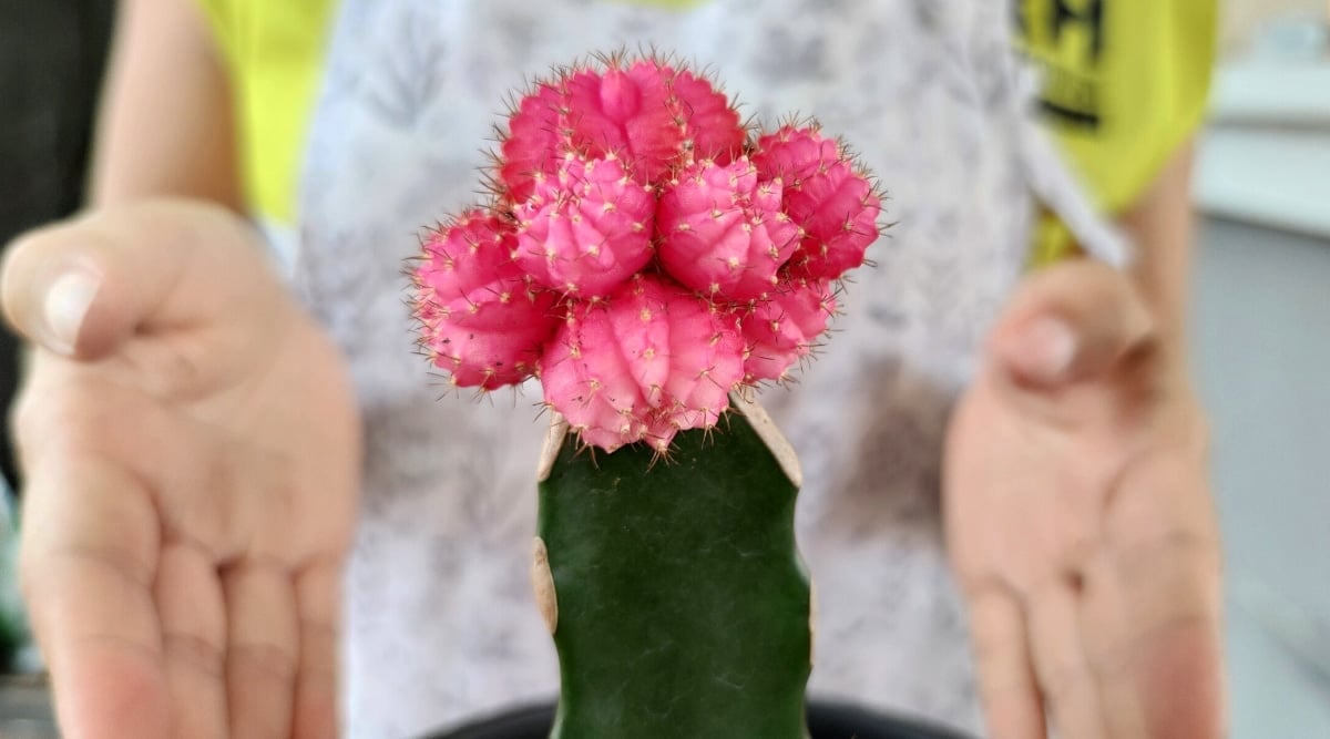 Close-up of a pink-topped cactus plant against a blurred background of female hands. The plant has globular, spiny, bright pink tops attached to a dark green cactus.