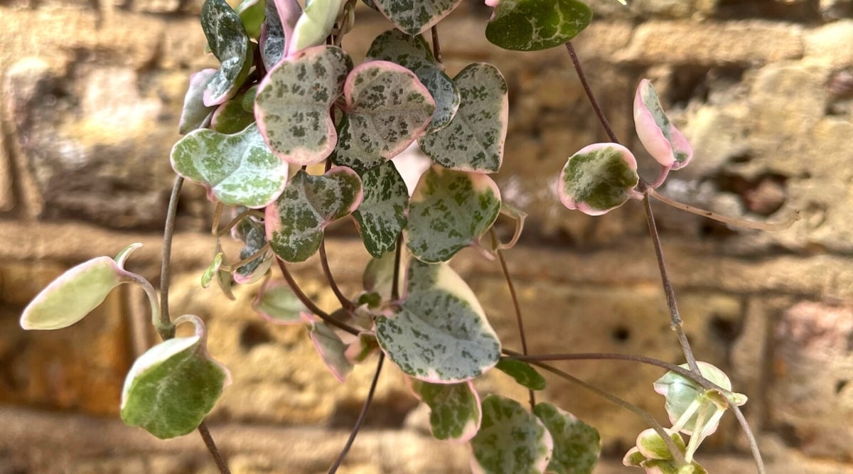 Close-up of hanging vines of the Ceropegia woodii plant against a blurred background of a sandy brick wall. Thin vines are light brown in color, densely covered with small and attractive variegated heart-shaped leaves. The leaves have dark green, gray, and pinkish tints.