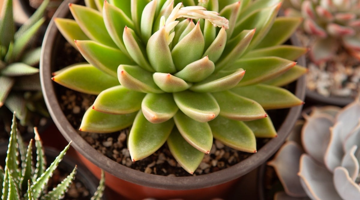 Plant growing in a small decorative pot with porous soil. The leaves are green and firm. There is porous soil in the decorative pot with the plant. There are other plants around it in pots as well.